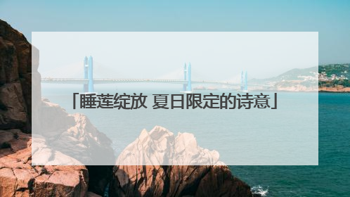 睡莲绽放 夏日限定的诗意
