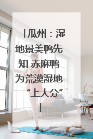 瓜州：湿地景美鸭先知 赤麻鸭为荒漠湿地“上大分”