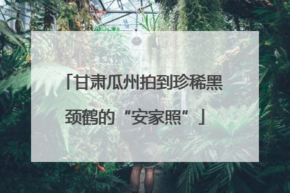 甘肃瓜州拍到珍稀黑颈鹤的“安家照”