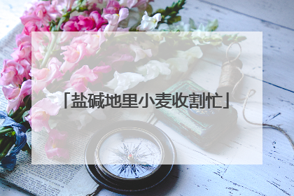 盐碱地里小麦收割忙