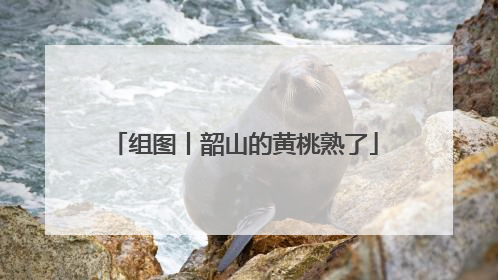 组图丨韶山的黄桃熟了