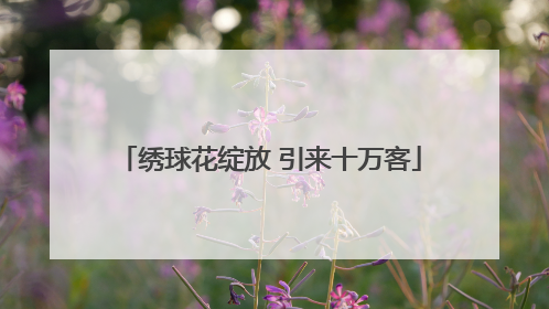 绣球花绽放 引来十万客