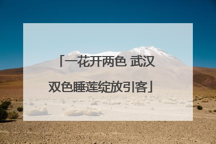 一花开两色 武汉双色睡莲绽放引客