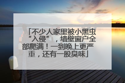 不少人家里被小黑虫“入侵”，墙壁窗户全部爬满！一到晚上更严重，还有一股臭味