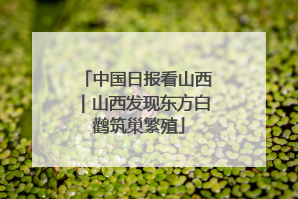 中国日报看山西｜山西发现东方白鹳筑巢繁殖