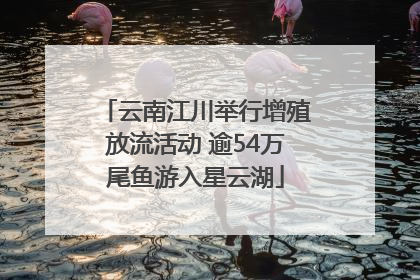 云南江川举行增殖放流活动 逾54万尾鱼游入星云湖