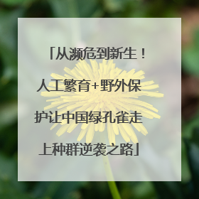 从濒危到新生！人工繁育+野外保护让中国绿孔雀走上种群逆袭之路