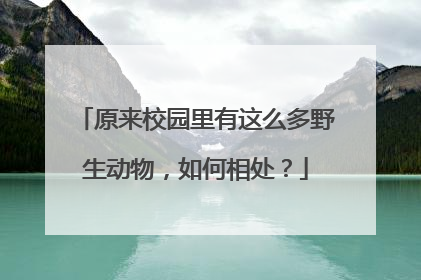 原来校园里有这么多野生动物，如何相处？