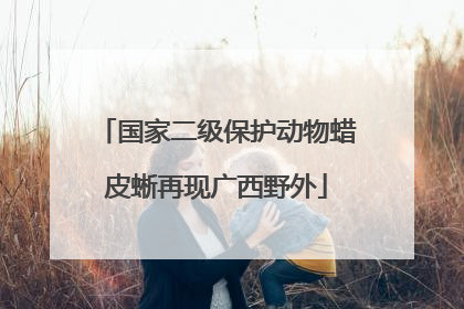 国家二级保护动物蜡皮蜥再现广西野外