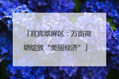 宜宾翠屏区：万亩荷塘绽放“美丽经济”