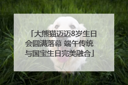 大熊猫迈迈8岁生日会圆满落幕 端午传统与国宝生日完美融合