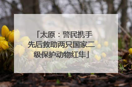 太原：警民携手 先后救助两只国家二级保护动物红隼