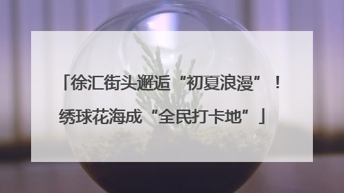 徐汇街头邂逅“初夏浪漫”！绣球花海成“全民打卡地”