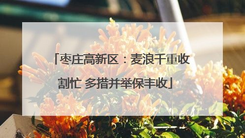 枣庄高新区：麦浪千重收割忙 多措并举保丰收