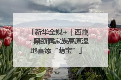 新华全媒+｜西藏：黑颈鹤家族高原湿地喜添“萌宝”