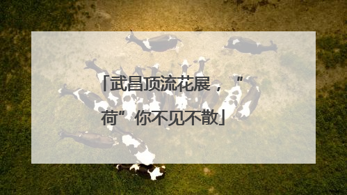 武昌顶流花展，“荷”你不见不散
