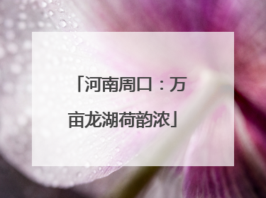 河南周口：万亩龙湖荷韵浓