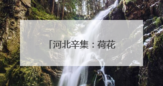 河北辛集：荷花盛开引客来 夏日打卡添新景