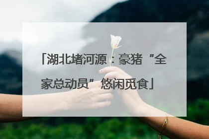 湖北堵河源：豪猪“全家总动员”悠闲觅食