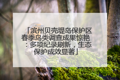 滨州贝壳堤岛保护区春季鸟类调查成果惊艳：多项纪录刷新，生态保护成效显著