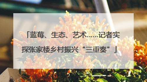蓝莓、生态、艺术……记者实探张家楼乡村振兴“三重奏”