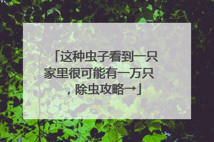 这种虫子看到一只家里很可能有一万只，除虫攻略→