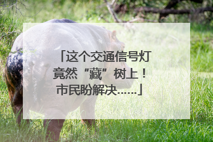 这个交通信号灯竟然“藏”树上！市民盼解决……