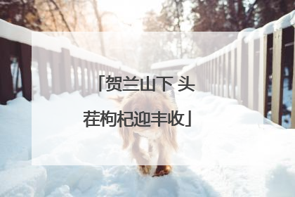 贺兰山下 头茬枸杞迎丰收