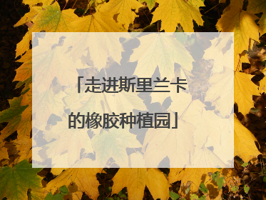 走进斯里兰卡的橡胶种植园