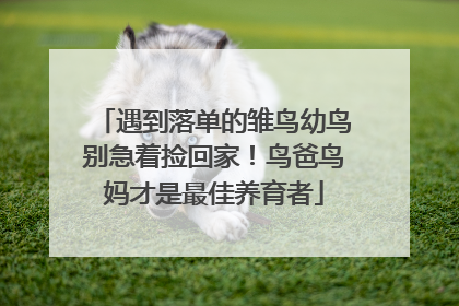 遇到落单的雏鸟幼鸟别急着捡回家！鸟爸鸟妈才是最佳养育者