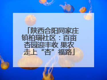 陕西合阳同家庄镇柏瑞社区：百亩杏园迎丰收 果农走上“杏”福路