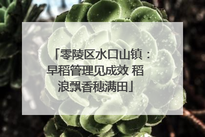 零陵区水口山镇：早稻管理见成效 稻浪飘香穗满田