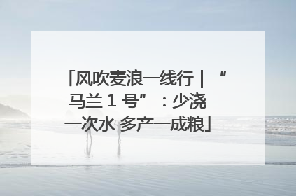 风吹麦浪一线行｜“马兰 1 号”：少浇一次水 多产一成粮