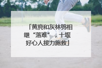 黄麂和灰林鸮相继“落难”，十堰好心人接力施救